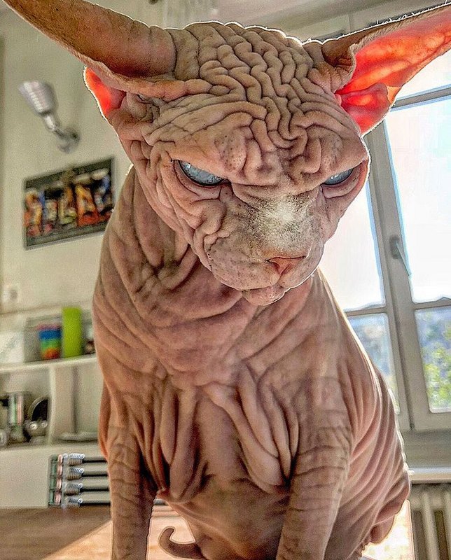 A hairless Siamese Cat