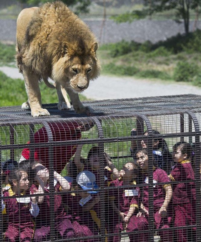 There are some ‘reverse zoos’ around the world that put you in cages and let the animals ‘exhibit’ you instead.