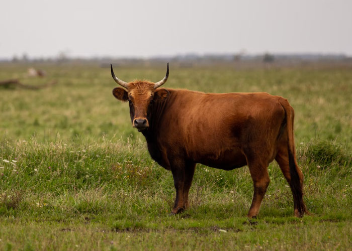 Half my family lives in VA while the other relatives live in Iowa because back before the civil war a relative we all refer to as 'Uncle Raz' was late for supper and was afraid that his mom would kick his a*s so he took a shortcut through a field.

He got half way through the field when a bull started to chase him so he climbed a tree, and still afraid to be late for dinner he shot the bull dead. He made it home in time for dinner but the next day he ran away to Iowa for fear of the neighbor whos bull he had killed. He started a family there and thats why our family has relatives in Iowa.