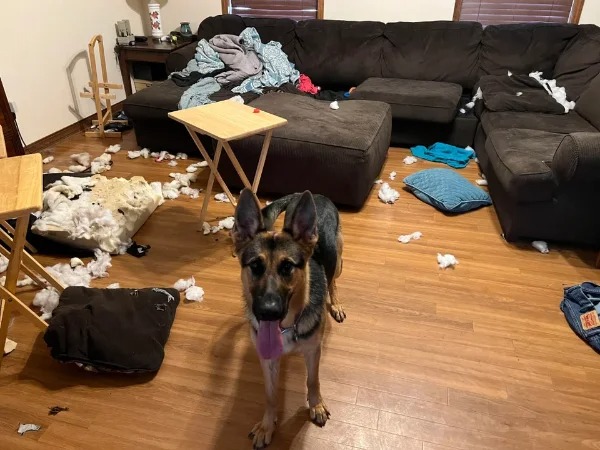 “My supervisor is out on vacation and I’m walking their dog while their gone. Walked in to find this. She looks so proud of her work.”