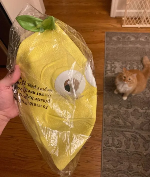 “Bought a giant realistic cat mask off Amazon to try to scare my cat with and they sent me a fucking lemon mask..”