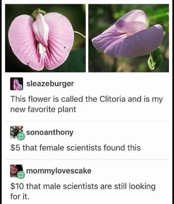 Funny comments and posts - clitoris flower - This flower is called the Clitoria and is my new favorite plant sonoanthony $5 that female scientists found this$10 that male scientists are still looking for it.