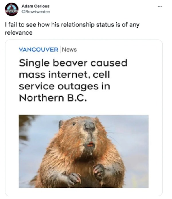 Funny comments and posts - I fail to see how his relationship status is of any relevance Vancouver News Single beaver caused mass internet, cell service outages in Northern B.C.