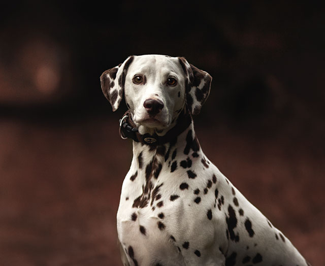 Dalmatians are the official firehouse dog because, in the 1700’s, they would run alongside horse-drawn carriages keeping pace, even at full sprint, and protect the horses from other dogs or animals that could spook them.
Enter the dalmatian. According to the American Kennel Club’s Complete Dog Book, quoted on the Dalmatian Club of America website, dalmatians were the perfect carriage dogs because they have the “strength, vitality, fortitude and size to keep going gaily til the journey’s end.” Dalmatians also happened to have a reputation for getting along great with horses, and it wasn’t long before they became the favored carriage dog among wealthy citizens of England and America.

When horsedrawn fire carriages hit the scene in the late 1700s, carriage dogs became fire pups. Dalmatians were perfectly suited for the job, not only because of their carriage-trailing abilities, but their grace under fire. Dalmatians were known to have a calming effect on horses (source), so while firefighters battled a blaze, the fire dog could stay with the horses ease their stress. Back at the station, the fire dog would typically bunk in the stable alongside their equine charges.