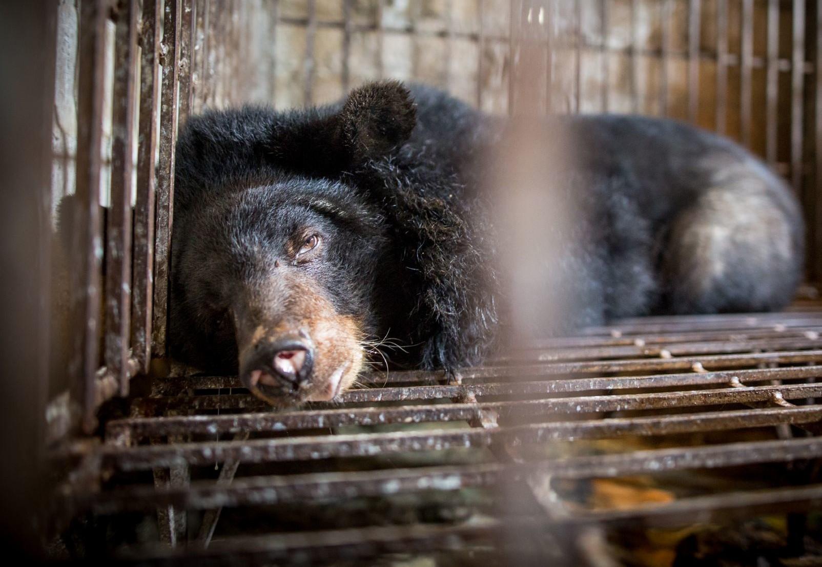 12,000 bears are farmed for their bile in Asia which is used in traditional Chinese medicine and generates $2bn per year. Farming always involves surgery on the bears to insert a catheter or to cut a hole through the abdomen by which the bile leaks. Bear bile has no medicinal effect