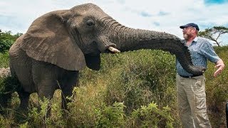 When Lawrence Anthony, known as “The Elephant Whisperer”, passed away. A herd of elephants arrived at his house in South Africa to mourn him. Although the elephants were not alerted to the event, they travelled to his house and stood around for two days, and then dispersed