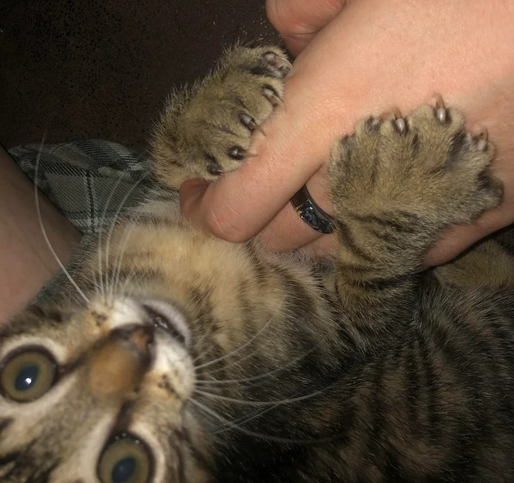 “My cat has some extra beans! He and his siblings all have extra toes.”