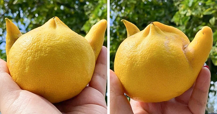 “This lemon from my lemon tree looks like it has ears or little arms.”