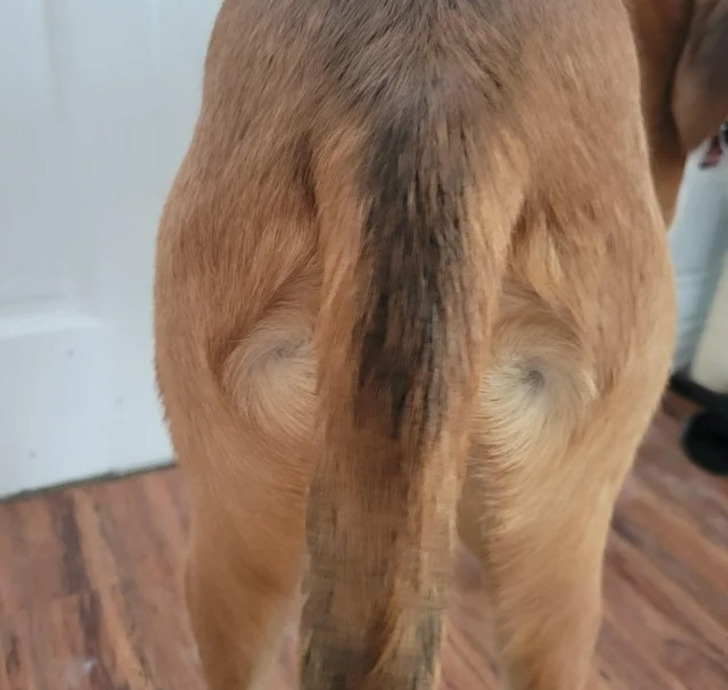 cool and unusual things - dog butt swirl