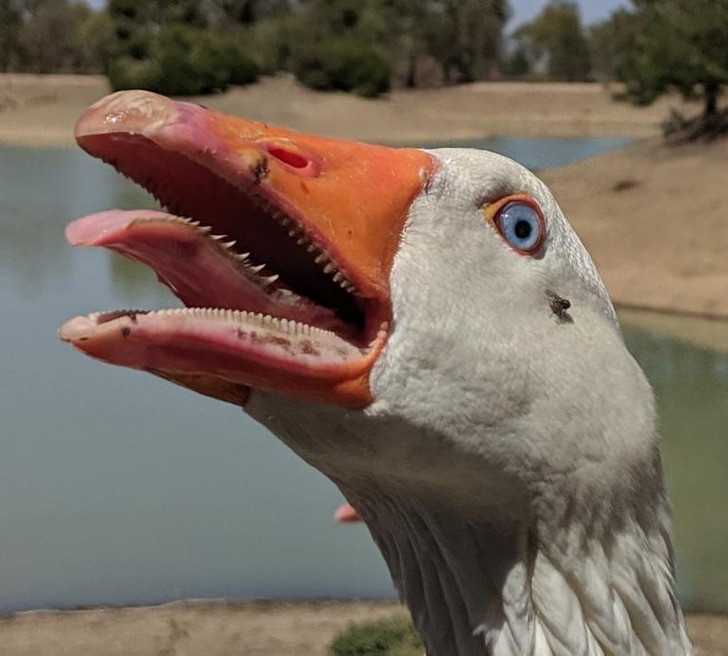 “Geese have teeth on their tongues.”
