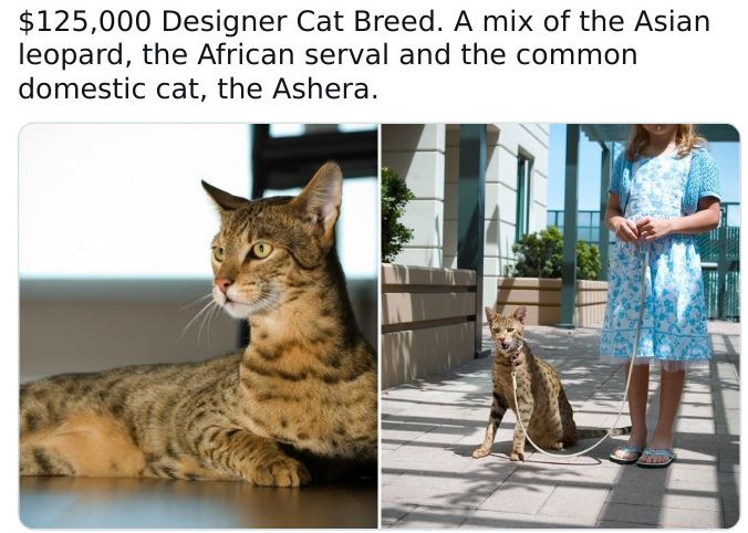 fauna - $125,000 Designer Cat Breed. A mix of the Asian leopard, the African serval and the common domestic cat, the Ashera.