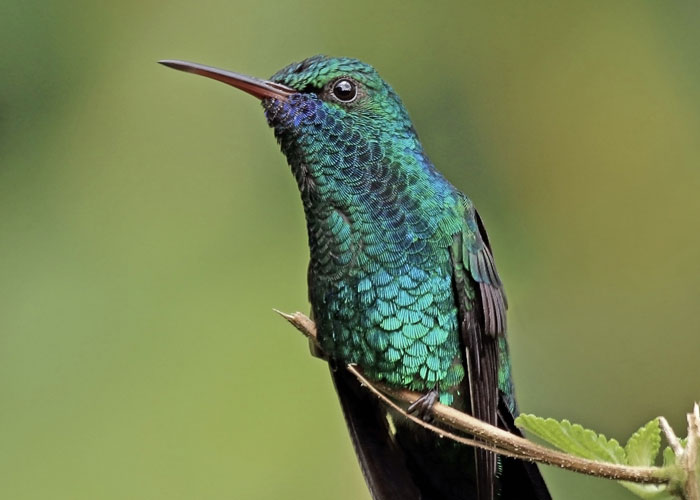 Hummingbirds have an exceptional memory due to an enlarged hippocampus. This allows them to remember the exact location of specific hummingbird feeders along their migration path from North America to Mexico, the Caribbean, and Central America.