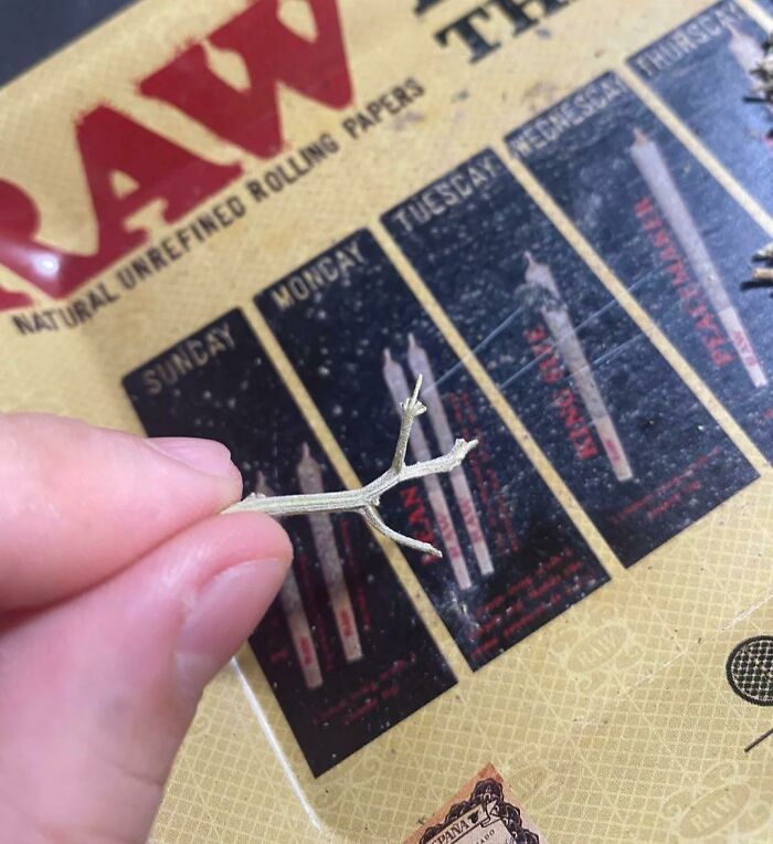 material - Aw Natural Unrefined Rolling Papers Sunday T Monday Tuesday Wedne Panat Abo Raw Thursca Raw