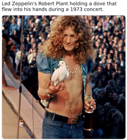 Fascinating historical pics - robert plant dove - Led Zeppelin's Robert Plant holding a dove that flew into his hands during a 1973 concert.