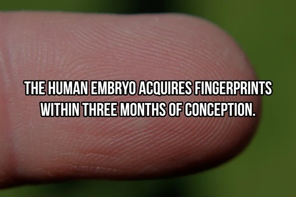 21 Mind Blowing Facts About The Human Body.