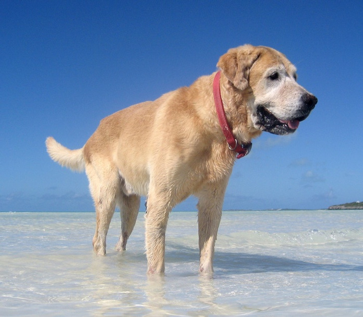 A tropical dog island