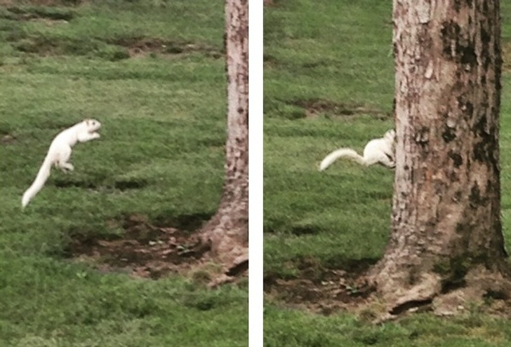 “A rare white squirrel proves why they are rare. Forgets how to squirrel.”