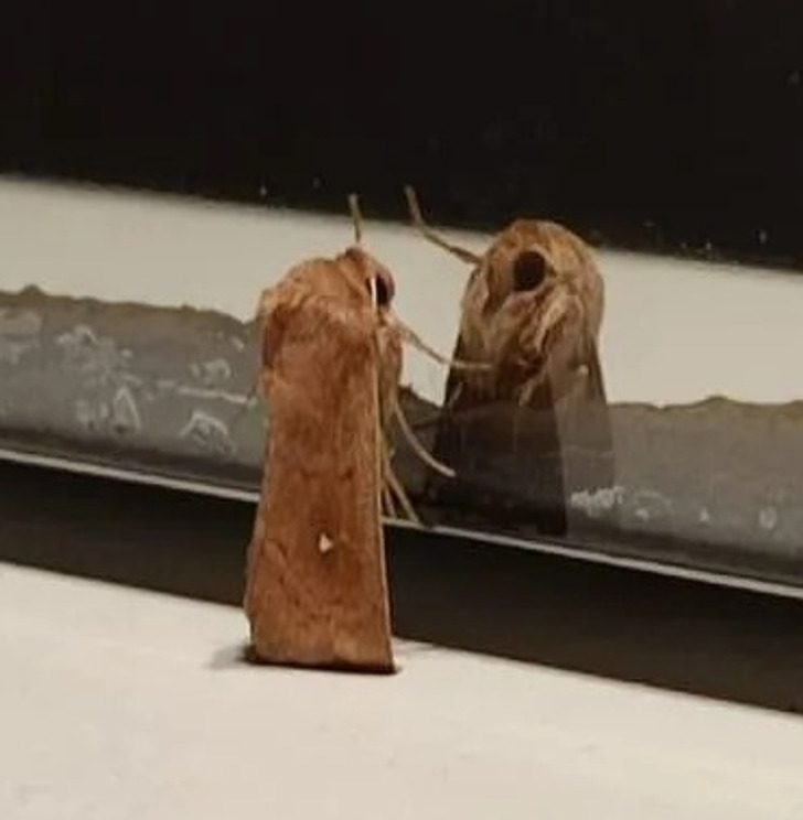 “A picture of a moth having an identity crisis in my parent’s bathroom at 1 AM”