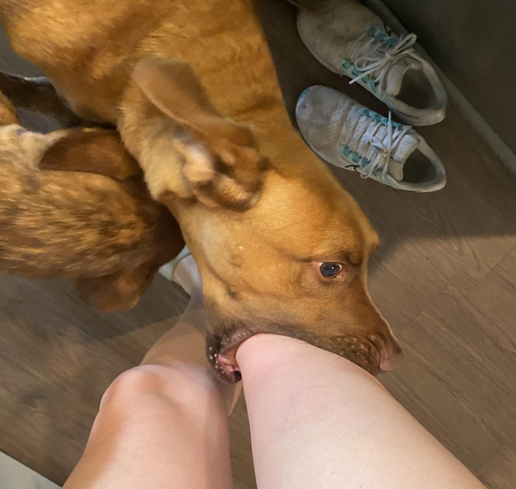 “My friend’s dog gently puts your knee into his mouth when he’s happy to see you.”