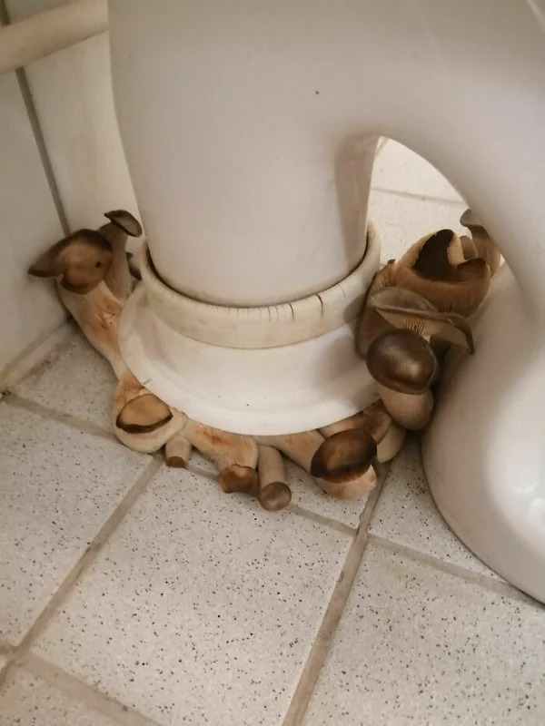 29 WTF Things Found By Plumbers.