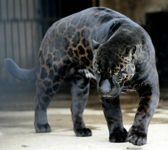 "The Most Beautiful Animal I've Ever Seen. I Give You "Boogie" Resident Jaguar In The Tbilisi Zoo"