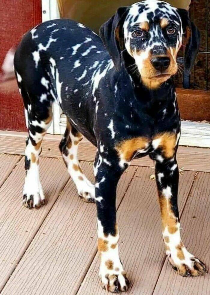 "Beautiful Tri-Colored Dalmatian"