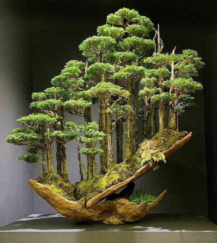 "Bonsai Tree Sold For $16,000 In Japan"