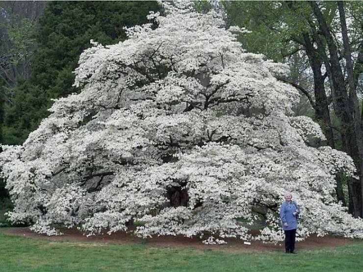 "118 Year Old Dogwood"