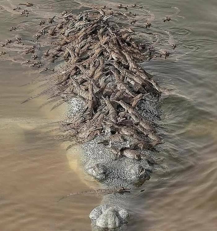 "Gharial Crocodile Father And His Babies"