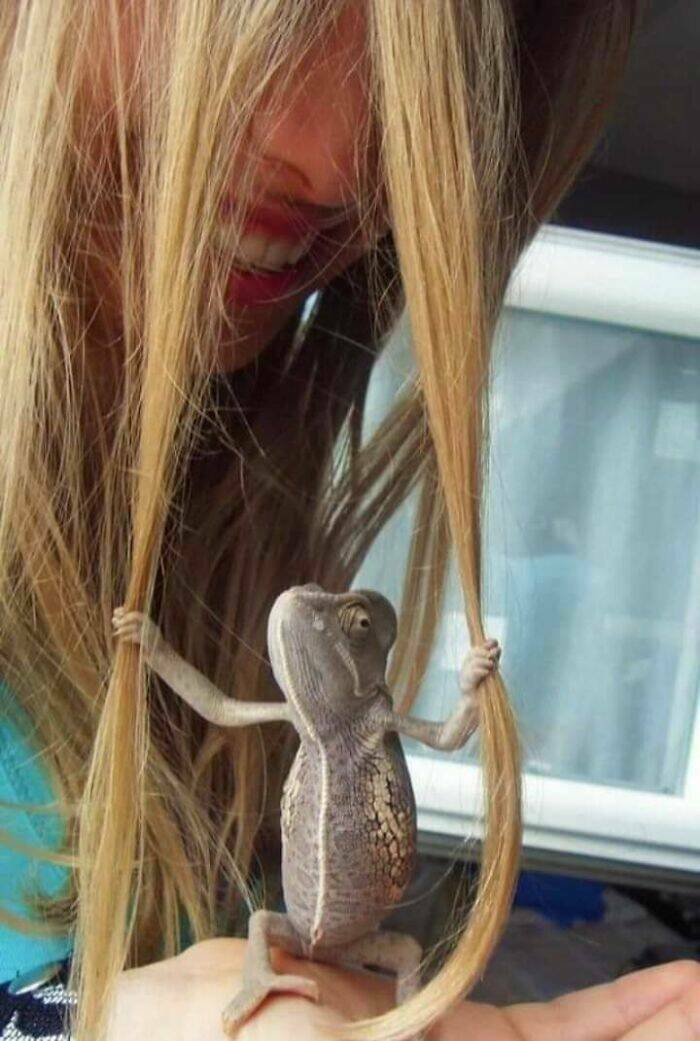 "Lizard Holding Onto Woman's Hair With Two Strong Lizard Claws"