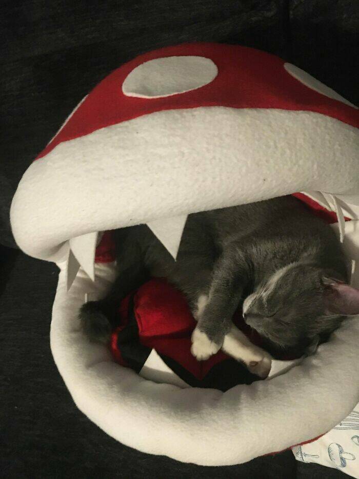 "I Made My Cats A Piranha Plant Bed"