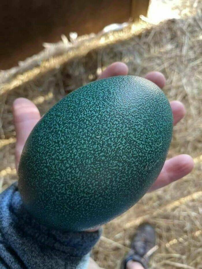 "This Is An Emu Egg"