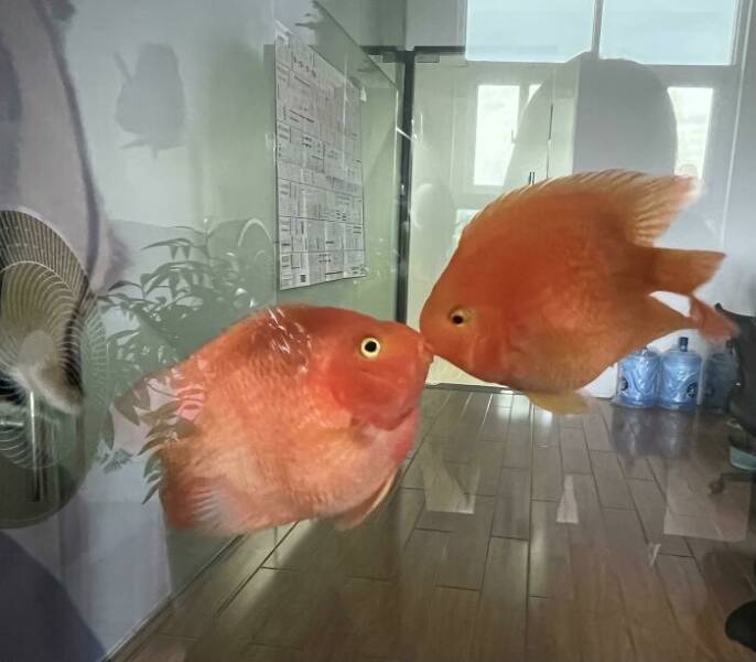 "The Two Fish Raised In The Office Are Kissing!"