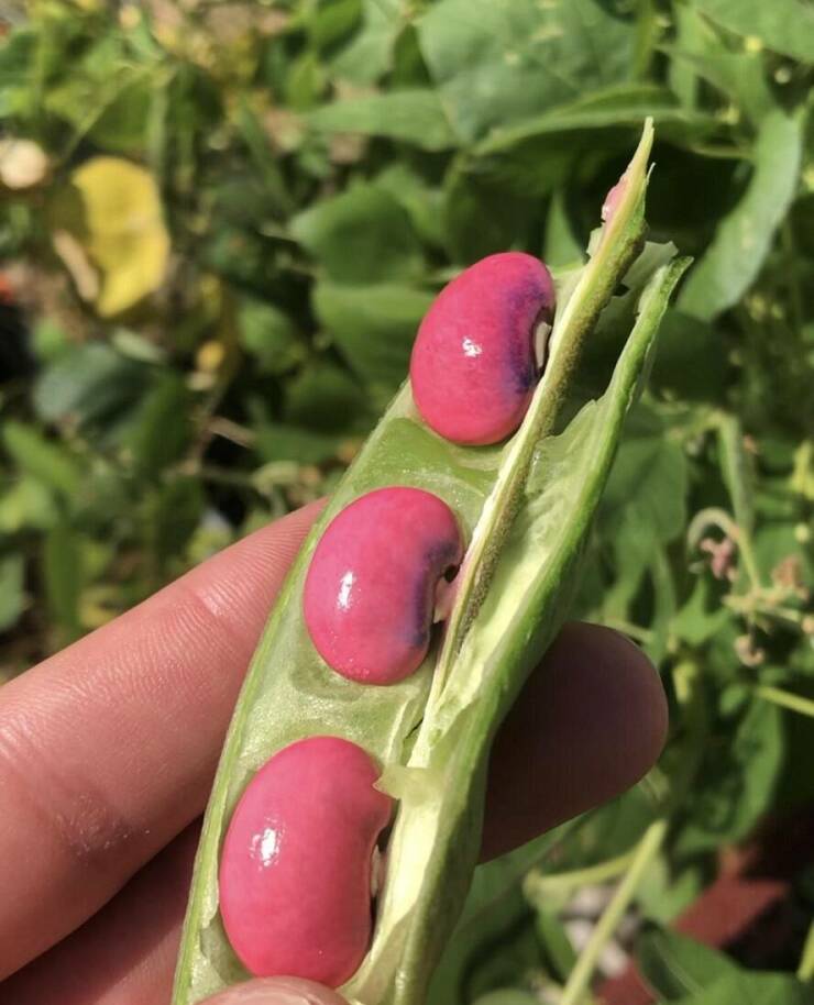 "I grew some pink Lima Beans"