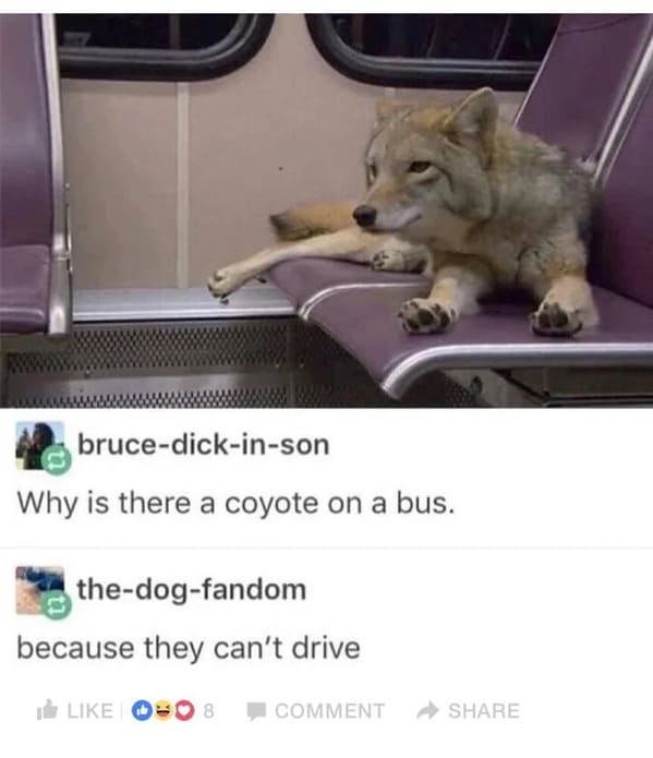 savage comments and comebacks - coyote bus - brucedickinson Why is there a coyote on a bus. thedogfandom because they can't drive 8 Comment