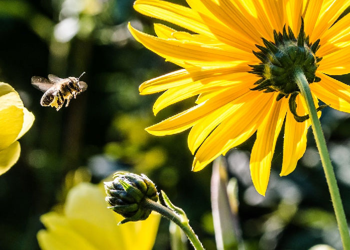 Flowers exposed to the playback sound of a flying bee produce sweeter nectar within 3 minutes, with sugar concentration averaging 20% higher.