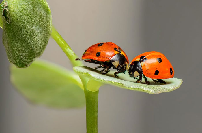 Ladybugs are extremely promiscuous, and as a result have rampant STD'S