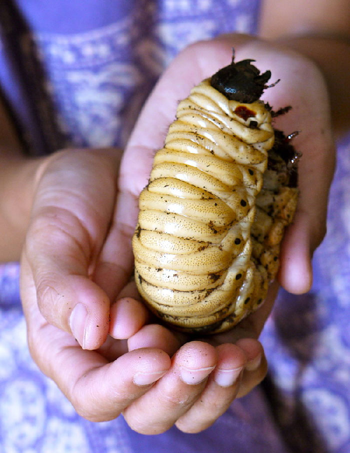 Certain types of fly larvae are ideal for treating gangrene because they feed on dead and infected tissue but leave healthy tissue alone. However, because of the nature of this type of treatment, many people are reluctant to try it.