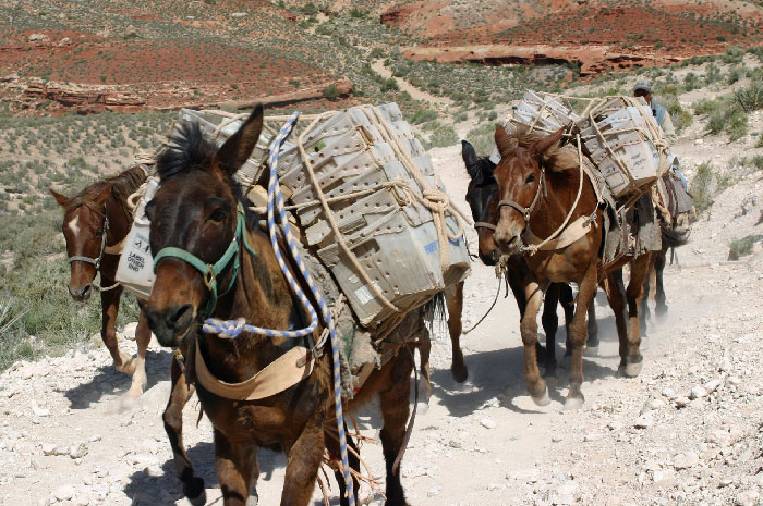 that Supai, AZ is the most remote community in the contiguous US. It is 8 miles from the nearest road and is only accessible by foot, mule, or helicopter. It is the only place in the United States where mail is still carried in and out by mules.