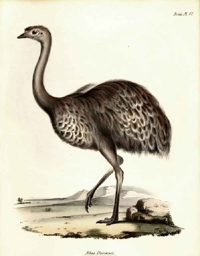 Charles Darwin spent 6 months in South America looking for a lesser rhea (an ostrich-like bird) only to have one served to him for dinner. Halfway through the meal, Darwin realized what he was eating, gathered the parts and sent them to England for taxidermy and formal classification.