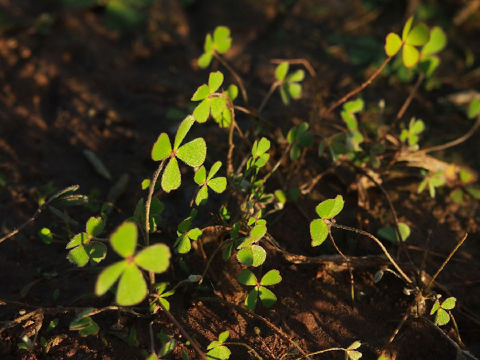 that consumption of the Australian aquatic fern called Nardoo can cause you to starve if improperly prepared. The plant contains vast quantities of an enzyme that obliterates thiamine (vitamin B1), making your body unable to unlock energy from food, even if eating a full nutritious diet.