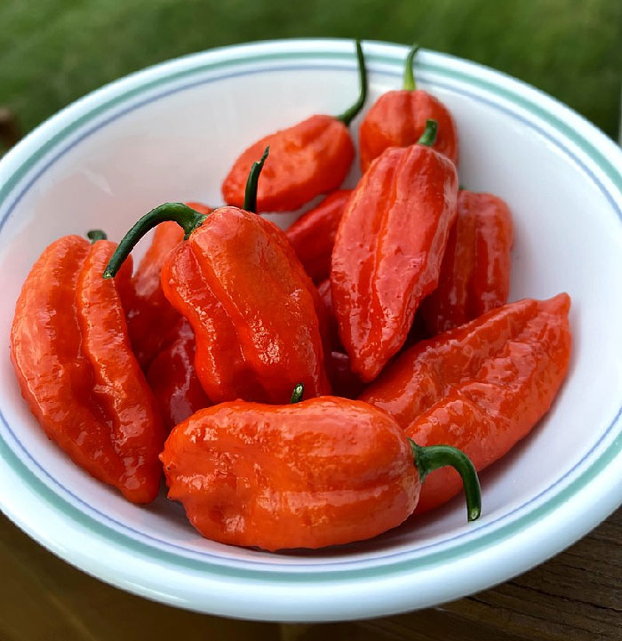 in 2016 a man ate a ghost pepper in an eating contest and drank 6 glasses of water to cool off. He vomited so much he tore a hole in his esophagus and was rushed to a hospital where doctors found his left lung collapsed. He spent 23 days in the hospital and was sent home with a gastric tube.