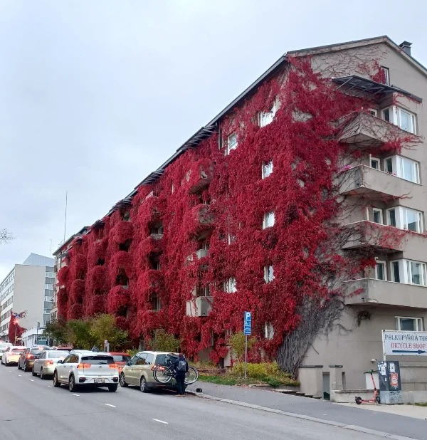 “Plant-covered apartment building in fall.”