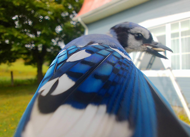 “Blue Jays have stunning plumage.”