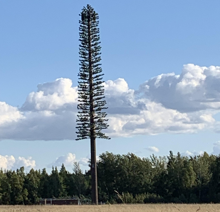 “Cell tower in my area disguised as a tree”
