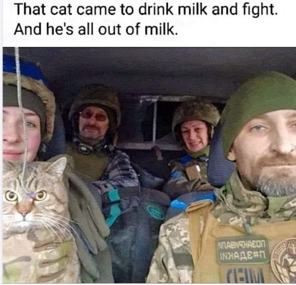 relatable memes - ukrainian battle cat - That cat came to drink milk and fight. And he's all out of milk. Nabinahaeon Inhame Anit