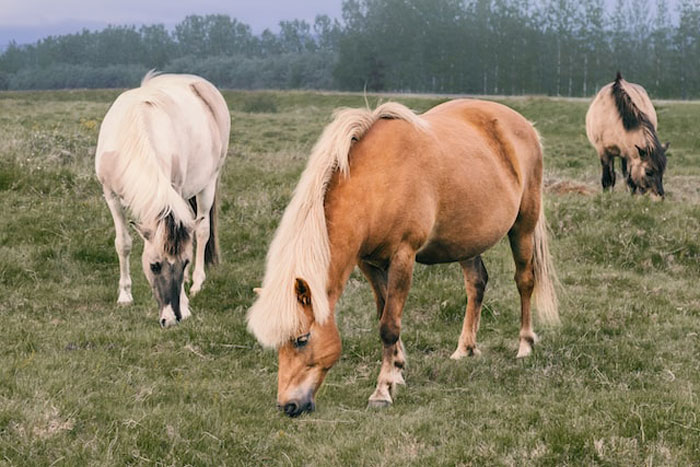 Ponies are *small* horses, not *baby* horses.