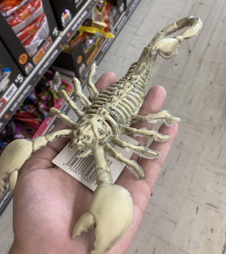 “A skeleton decoration depicting an animal that does not have an endoskeleton.”