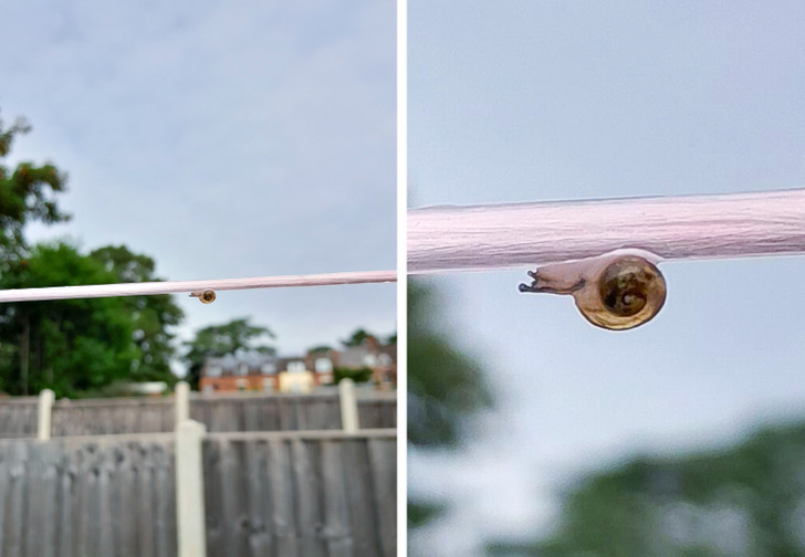 “Baby snail on my washing line.”