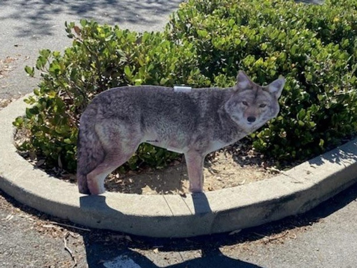 “Fake coyotes in our office parking lot to scare off geese”